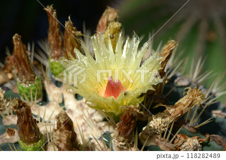 サボテンの花 118282489