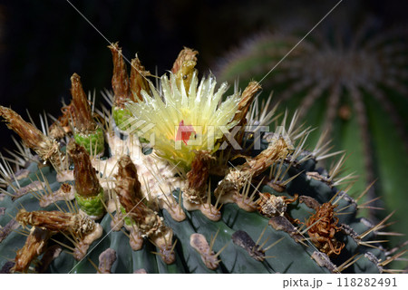 サボテンの花 サボテンの花 118282491
