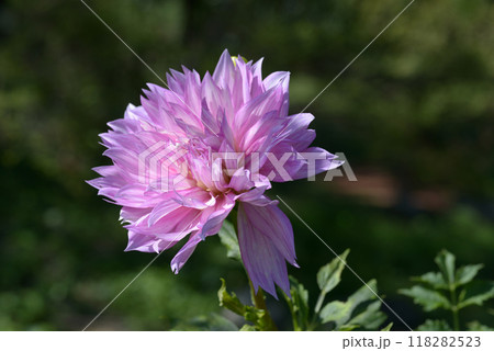 ピンクのダリア 118282523