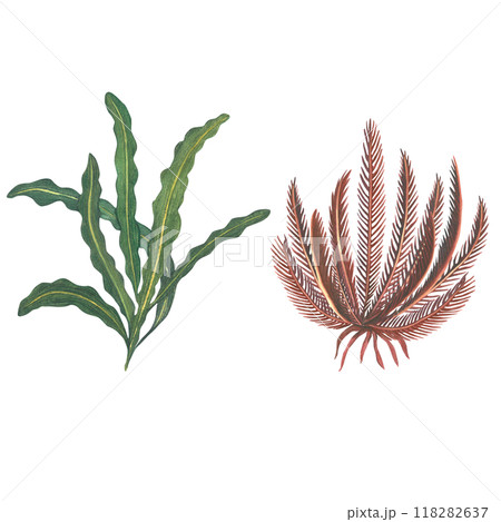 Seaweed - green and red. Sea lily and sea salad. Aponogeton ulvaceus, Comatulida. Watercolor illustration drawn by hand, isolated on a white background 118282637