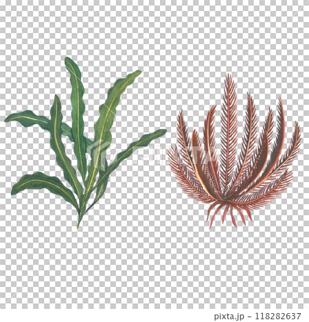Seaweed - green and red. Sea lily and sea salad. Aponogeton ulvaceus, Comatulida. Watercolor illustration drawn by hand, isolated on a white background 118282637
