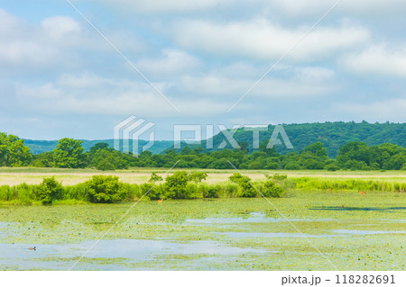 夏の北海道　釧路湿原 118282691