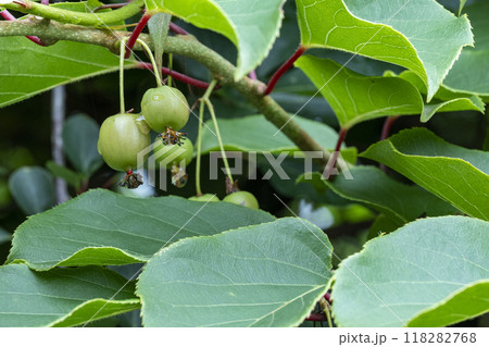 サルが我を忘れるほど美味しいといわれるサルナシ、コクワ 118282768