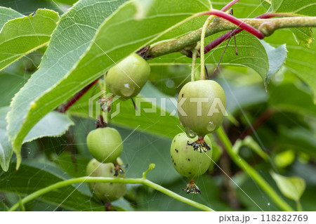 キュウイにそっくりで美味しいサルナシ、コクワ 118282769