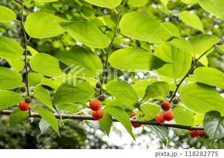 オレンジ色に熟したヒメコウゾの果実 オレンジ色に熟したヒメコウゾの果実 118282775