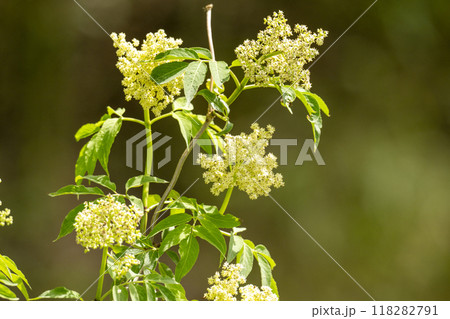 エルダーフラワーとなるニワトコの白い花 118282791