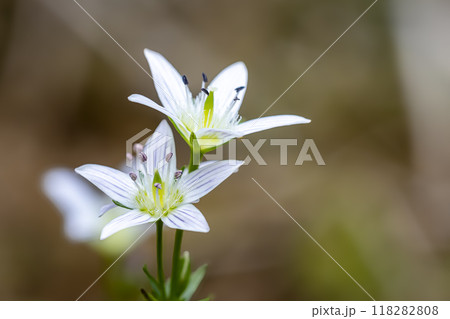 最近では珍しいリンドウ科のセンブリの花 最近では珍しいリンドウ科のセンブリの花 118282808