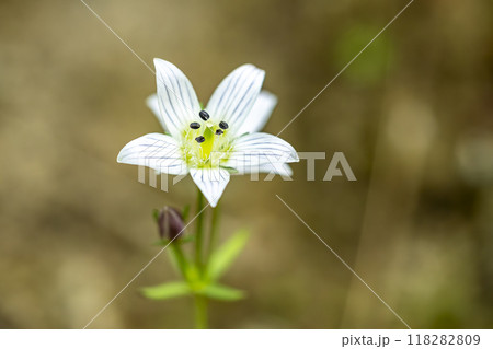 最近では珍しいリンドウ科のセンブリの花 最近では珍しいリンドウ科のセンブリの花 118282809