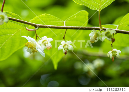 夏梅と呼ばれるマタタビの白い雌花と幼果 夏梅と呼ばれるマタタビの白い雌花と幼果 118282812