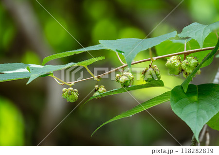 かぼちゃ形に実ったマタタビの虫えい果 118282819
