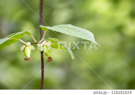 並んで成長し始めた猫が大好きなマタタビの幼果 並んで成長し始めた猫が大好きなマタタビの幼果 118282824