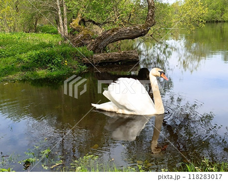 A beautiful swan floats on the river A beautiful swan floats on the river 118283017