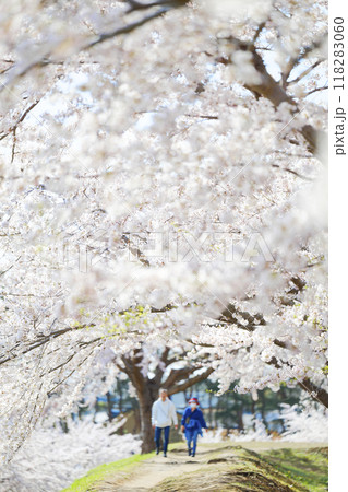 五稜郭公園の桜 五稜郭公園の桜 118283060