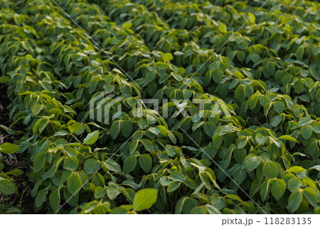 Agriculture. Soybean green plants growing in rows in cultivated field. Organic farming. Agricultural soy vegetable plantation, healthy food. Modern agribusiness. Bio lifestyle farmland Agriculture. Soybean green plants growing in rows in cultivated field. Organic farming. Agricultural soy vegetable plantation, healthy food. Modern agribusiness. Bio lifestyle farmland 118283135