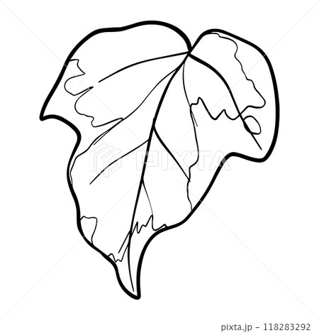 Ivy leaf graphics. Sketch illustration plant painted by black inks. Linear drawing foliage on isolated. Line art style Vector for greeting cards designs Ivy leaf graphics. Sketch illustration plant painted by black inks. Linear drawing foliage on isolated. Line art style Vector for greeting cards designs 118283292