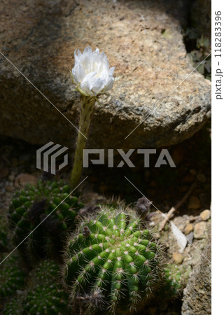 サボテンの花 サボテンの花 118283396