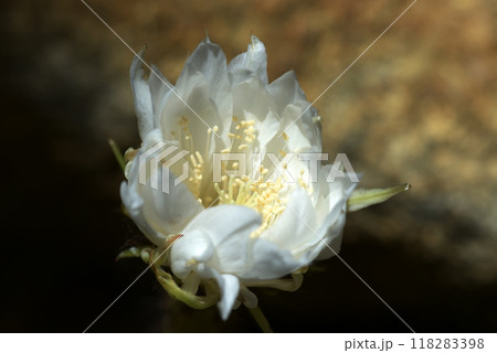 サボテンの花 118283398