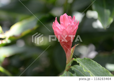 アルピニア・プルプラタ 118283464