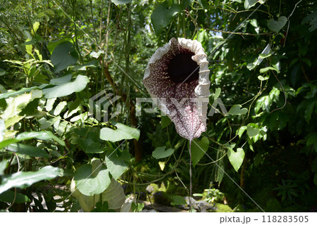 ペリカンバナ 118283505