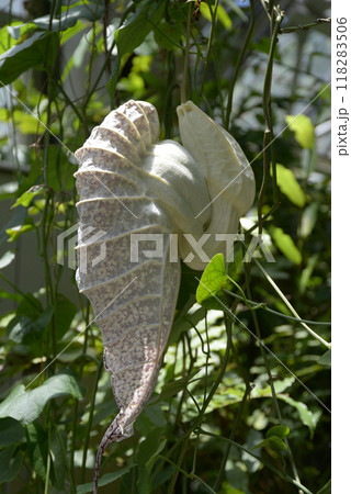 ペリカンバナ ペリカンバナ 118283506