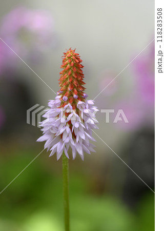 プリムラ・ビアリー 118283508