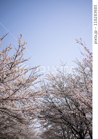 8分咲きの桜並木 118283685