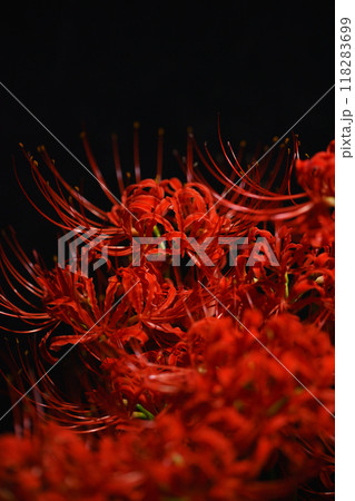 黒バックに浮かぶ彼岸花 黒バックに浮かぶ彼岸花 118283699