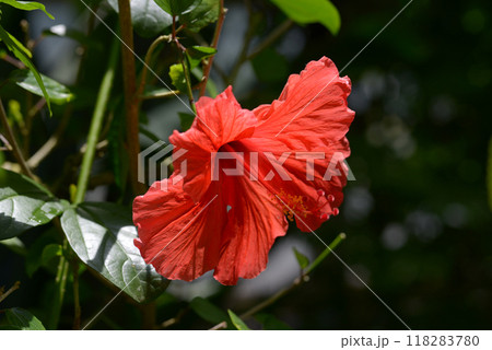 ハイビスカス　ブリリアント 118283780