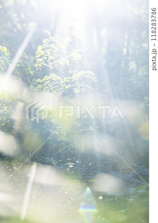 ブナの森　新緑・エコイメージ　(大山） 118283786