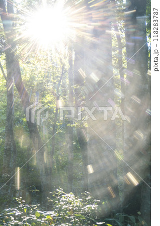 ブナの森　新緑・エコイメージ　(大山） 118283787