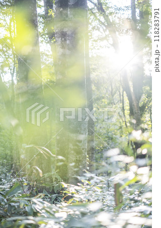 ブナの森　新緑・エコイメージ　(大山） 118283791