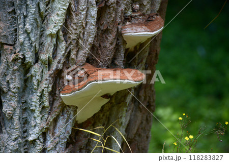 キノコ 猿の腰掛 キノコ 猿の腰掛 118283827