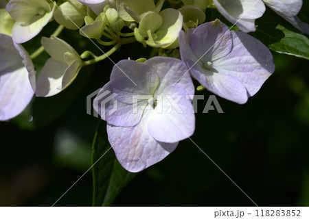 紫陽花 紫陽花 118283852