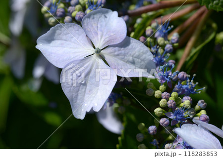 紫陽花 紫陽花 118283853