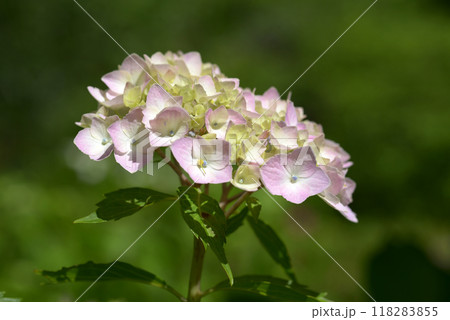 紫陽花 紫陽花 118283855