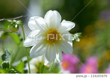 ダリア ダリア 118283870