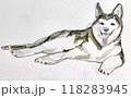 寝そべるかわいいハスキー犬 118283945