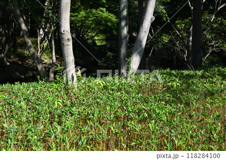 雑木林と整備された笹の下草　真夏の林床の風景　 118284100
