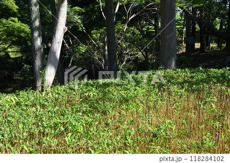 雑木林と整備された笹の下草　真夏の林床の風景　 118284102