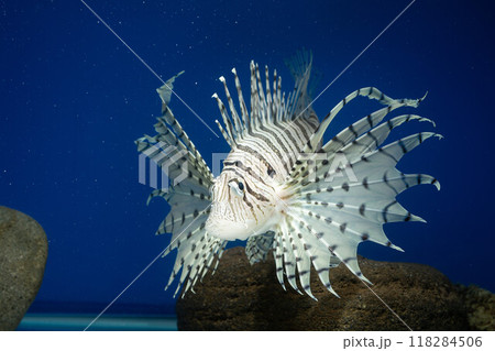 ミノカサゴ カサゴ Lionfish ミノカサゴ カサゴ Lionfish 118284506