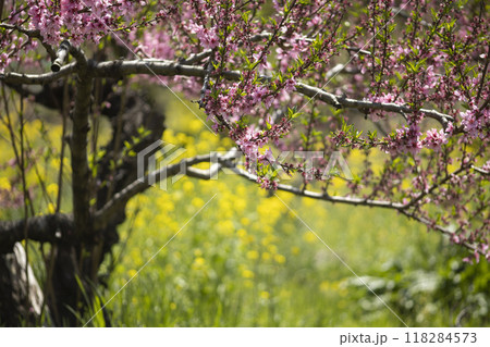 ピンク色の花を付けた桃の木と菜の花畑 118284573
