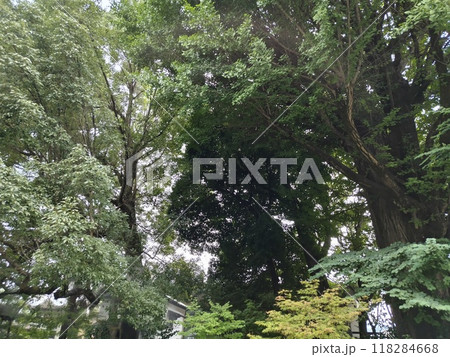 秩父神社の境内 秩父神社の境内 118284668
