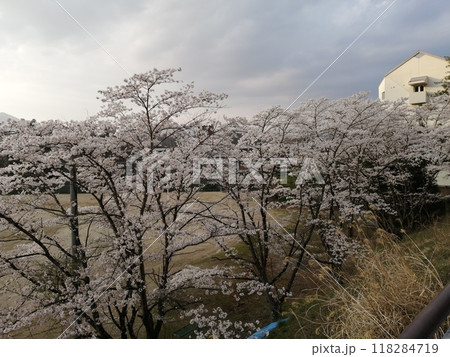 校庭を彩る満開の桜 校庭を彩る満開の桜 118284719