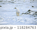 シロクマ 118284763