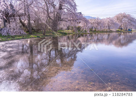 長野県松本市 樹齢500年と言われる安養寺の枝垂れ桜と田植え前の水田 長野県松本市 樹齢500年と言われる安養寺の枝垂れ桜と田植え前の水田 118284783