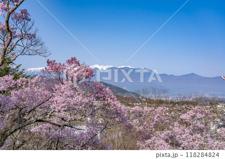 長野県伊那市 天下第一の桜と言われる高遠城址公園満開の桜と雪山の中央アルプスの山並み 長野県伊那市 天下第一の桜と言われる高遠城址公園満開の桜と雪山の中央アルプスの山並み 118284824