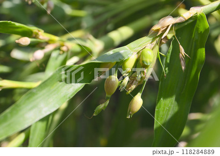 ハトムギ 118284889