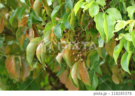 自然　植物　アカギ、赤化した葉は近年侵入したアカギヒメヨコバイの食害か？最近被害が目立つようです 118285378