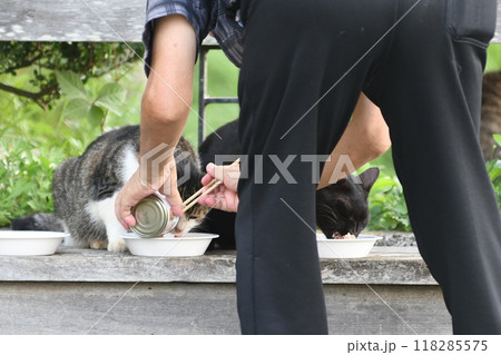 野良猫　柏尾川遊歩道 118285575