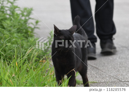 野良猫　柏尾川遊歩道 118285576